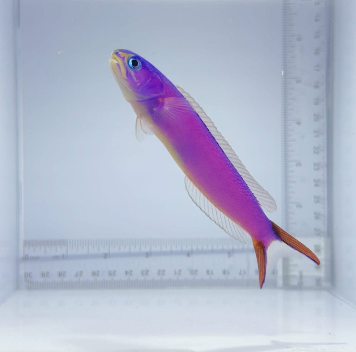 Purple Tile Fish