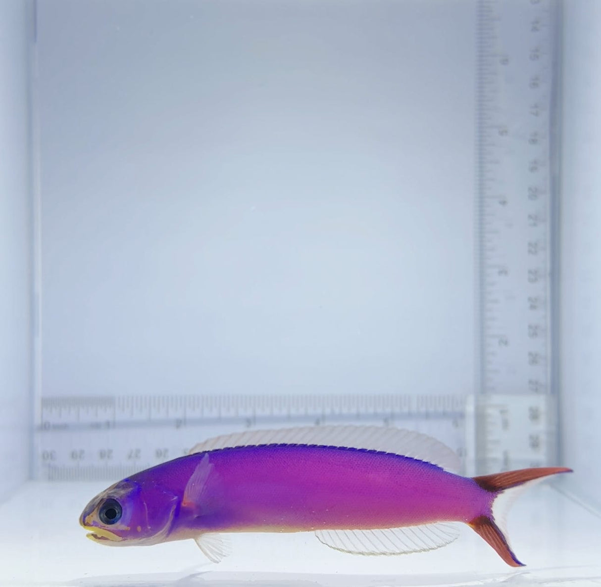 Purple Tile Fish