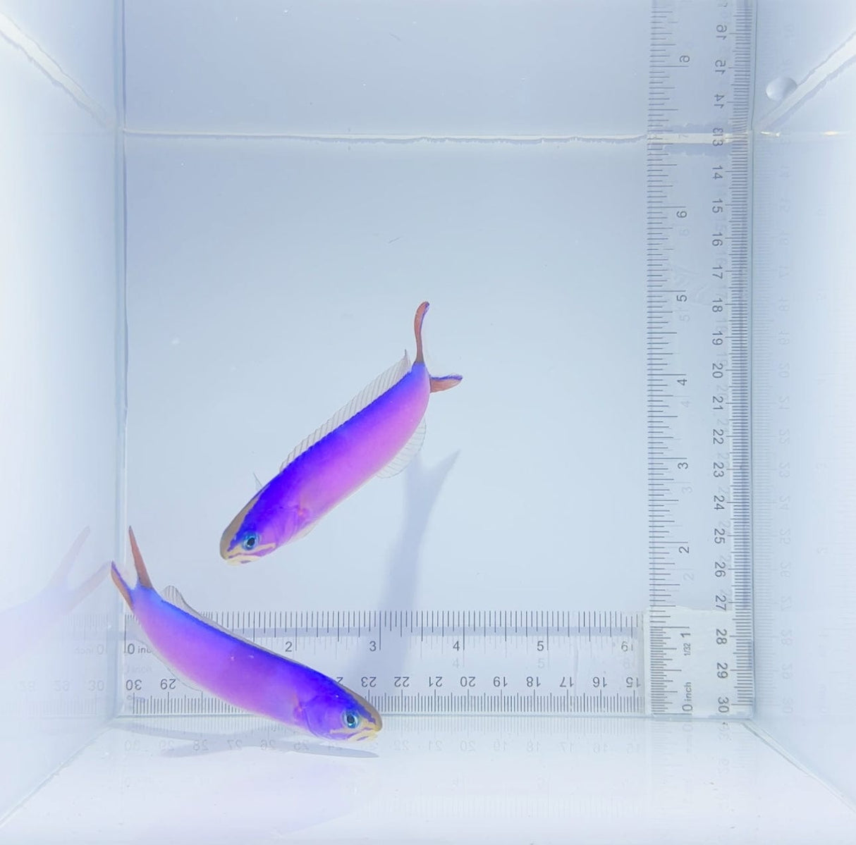 Purple Tile Fish