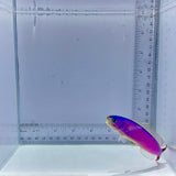 Purple Tile Fish