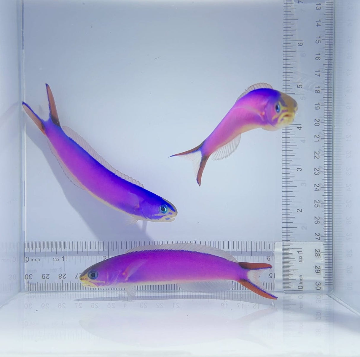 Purple Tile Fish Trio