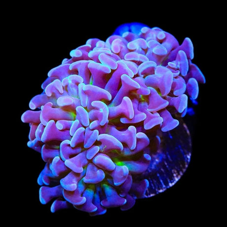 Purple Tip Hammer Coral