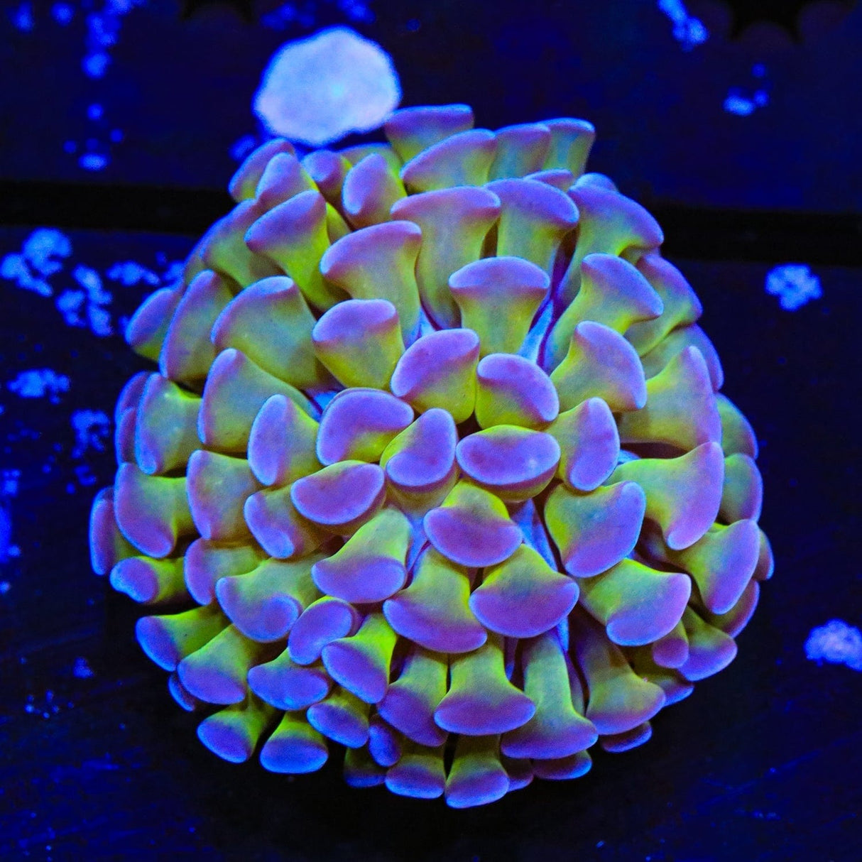 Purple Tip Hammer Coral