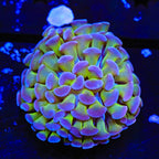 Purple Tip Hammer Coral