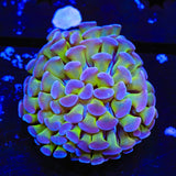 Purple Tip Hammer Coral