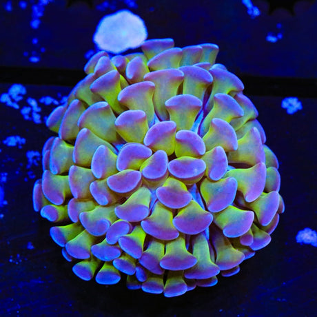Purple Tip Hammer Coral