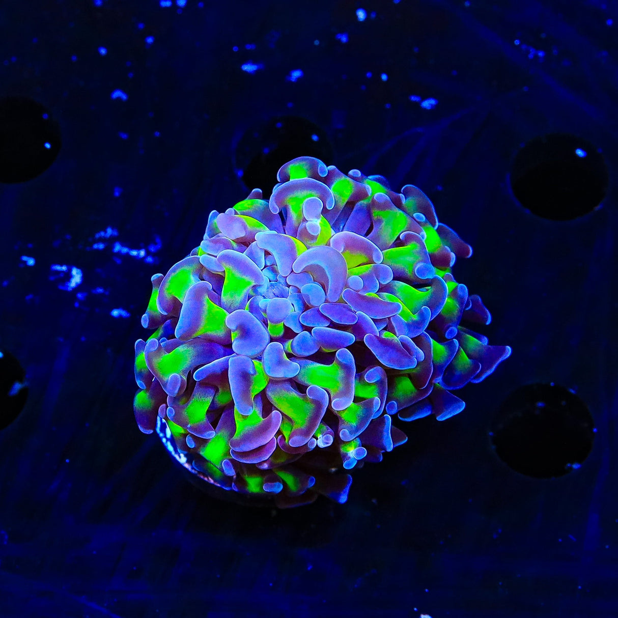 Purple Tip Hammer Coral