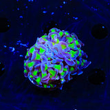 Purple Tip Hammer Coral