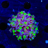 Purple Tip Hammer Coral