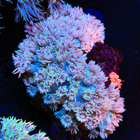 Pushing up Daisies Goniopora XL Frag Coral