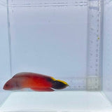 Queensland Dottyback (Ogilbyina queenslandiae)
