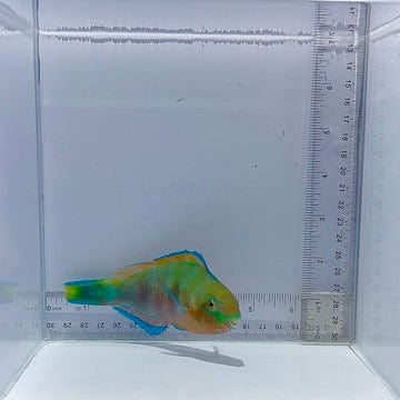 Quoy's Parrot Fish