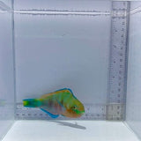 Quoy's Parrot Fish