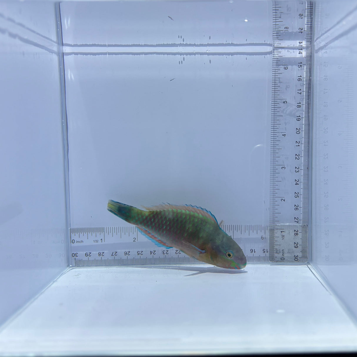 Quoy's Parrotfish