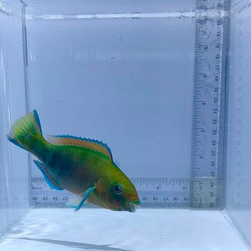 Quoy's Parrotfish