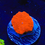 Radiant Red Mushroom Coral