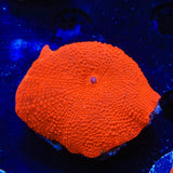 Radiant Red Mushroom Coral