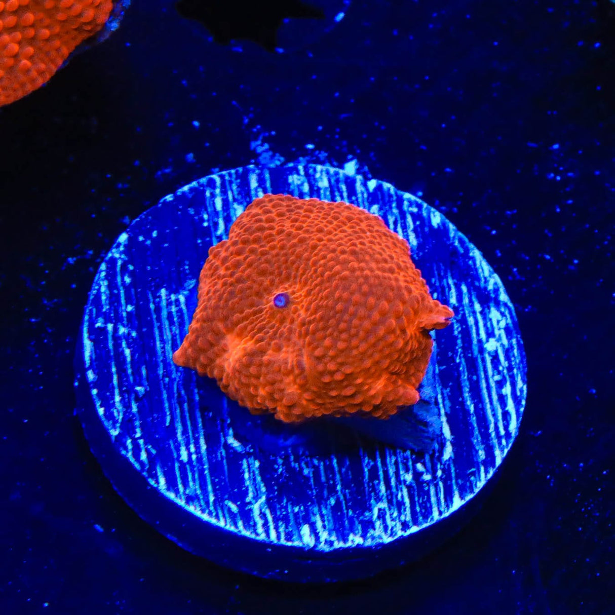 Radiant Red Mushroom Coral