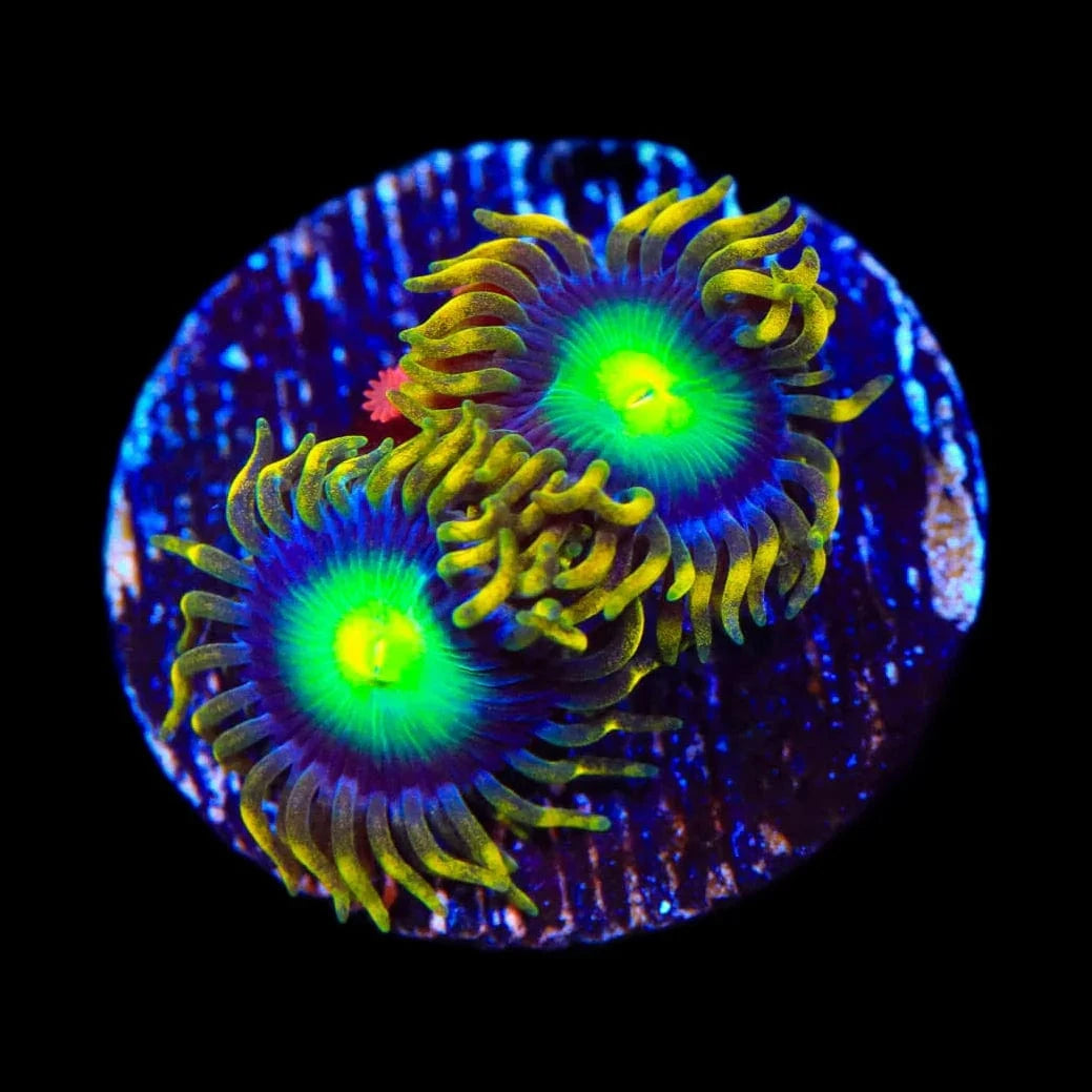 Radioactive Dragon Eye Zoanthids Coral