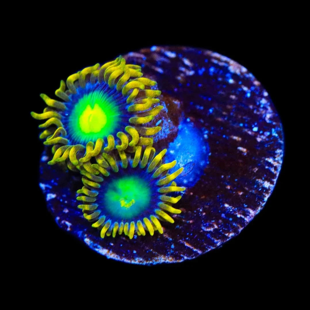 Radioactive Dragon Eye Zoanthids Coral