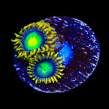 Radioactive Dragon Eye Zoanthids Coral