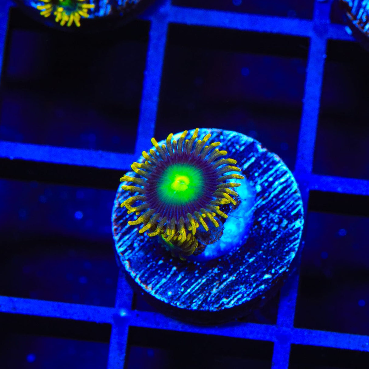 Radioactive Dragon Eye Zoanthids Coral