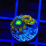 Radioactive Dragon Eye Zoanthids Coral