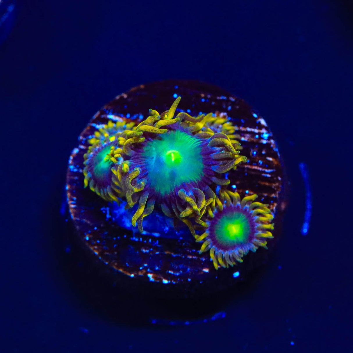 Radioactive Dragon Eye Zoanthids Coral