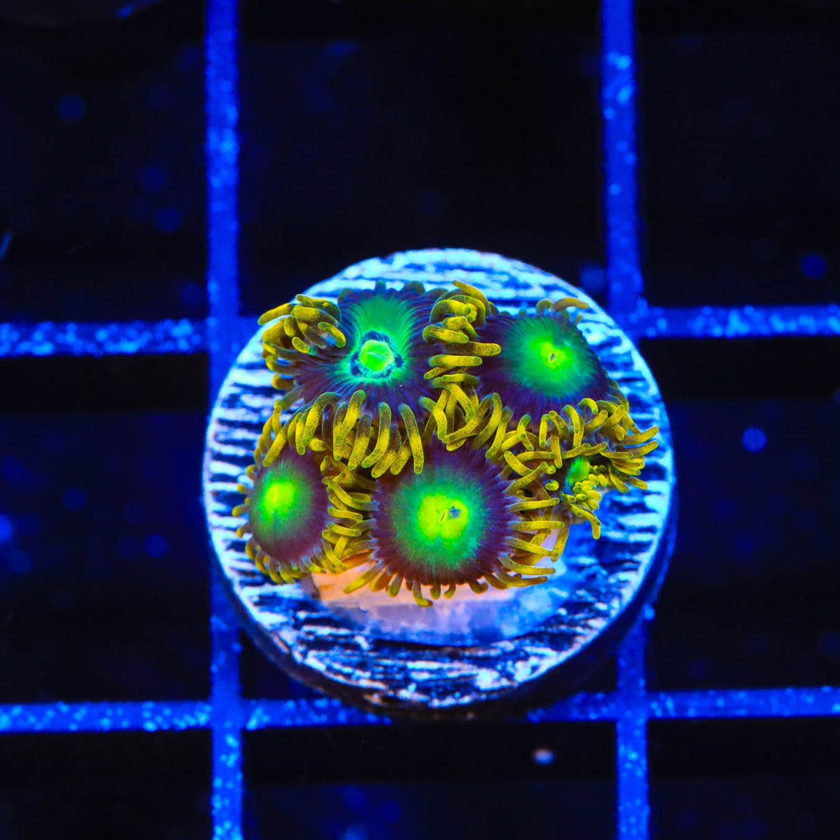 Radioactive Dragon Eye Zoanthids Coral