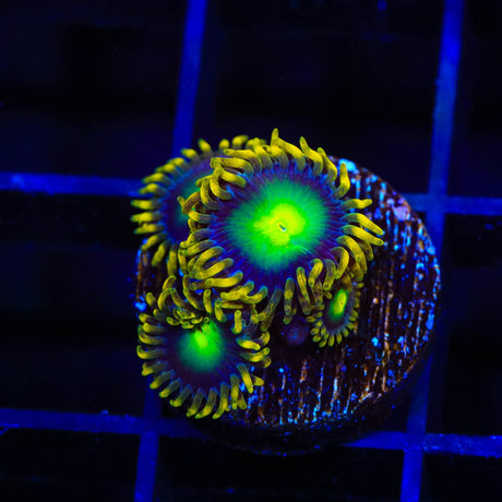 Radioactive Dragon Eye Zoanthids Coral
