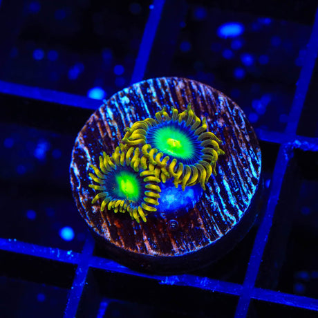 Radioactive Dragon Eye Zoanthids Coral