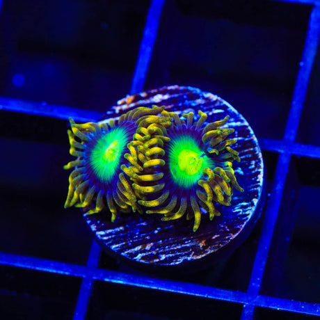 Radioactive Dragon Eye Zoanthids Coral