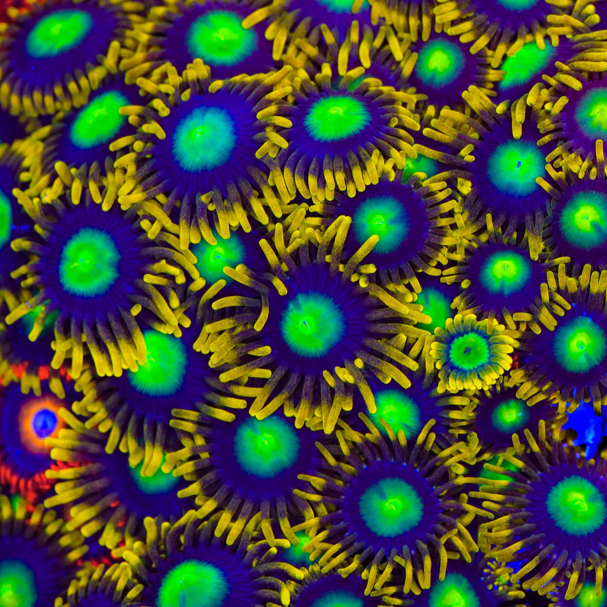 Radioactive Dragon Eye Zoanthids Coral
