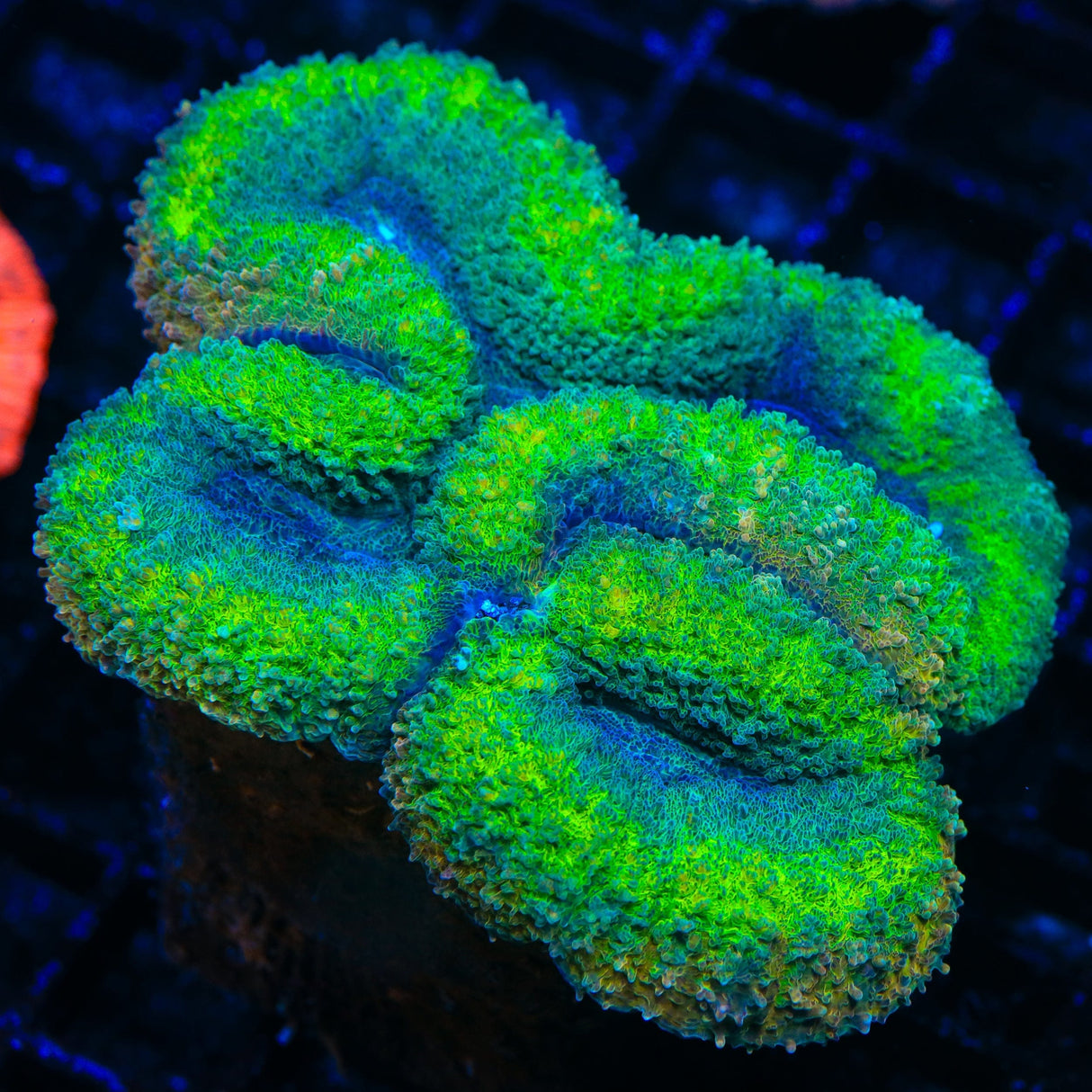 Rainbiw Lobophyllia Coral