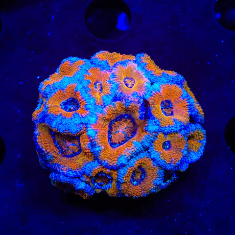 Rainbow Acan Colony Coral