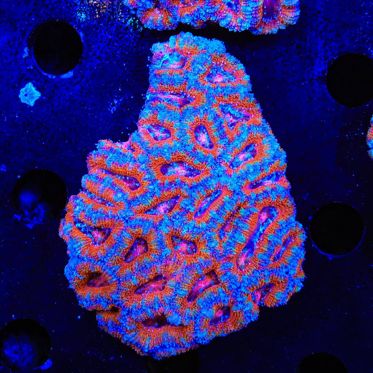 Rainbow Acan Colony Coral