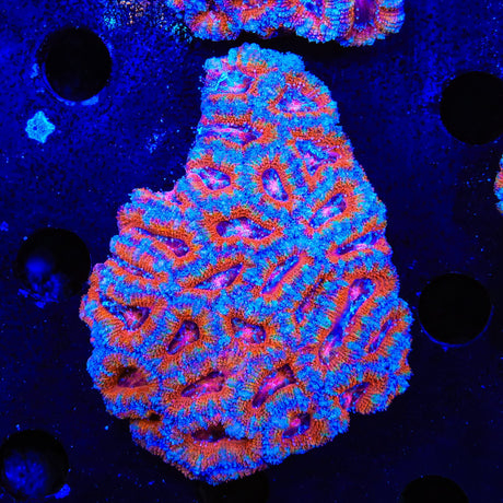 Rainbow Acan Colony Coral