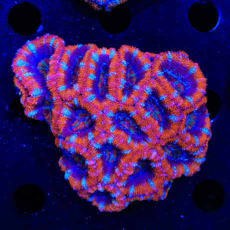 Rainbow Acan Colony Coral