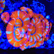 Rainbow Acan Coral