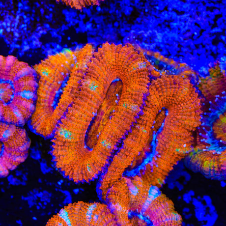 Rainbow Acan Coral