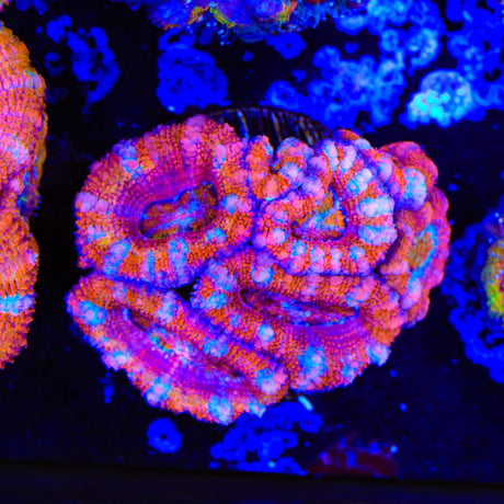 Rainbow Acan Coral