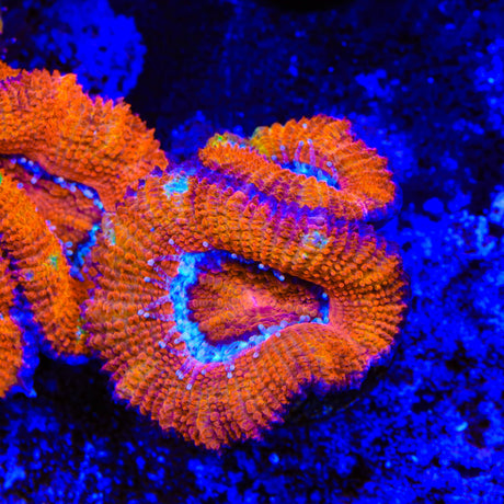 Rainbow Acan Coral