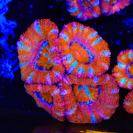 Rainbow Acan Coral