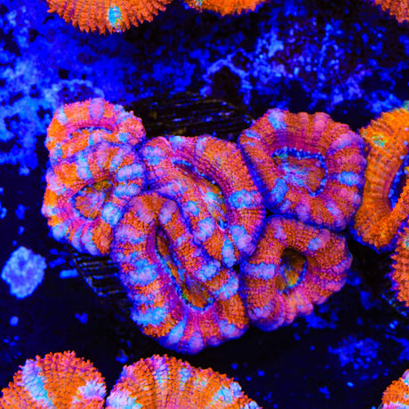 Rainbow Acan Coral