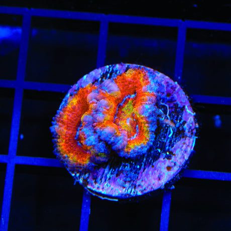 Rainbow Acan Coral