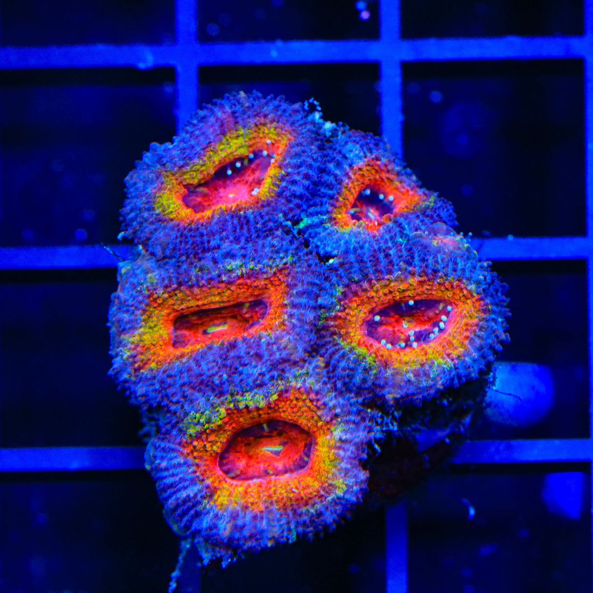 Rainbow Acan Coral