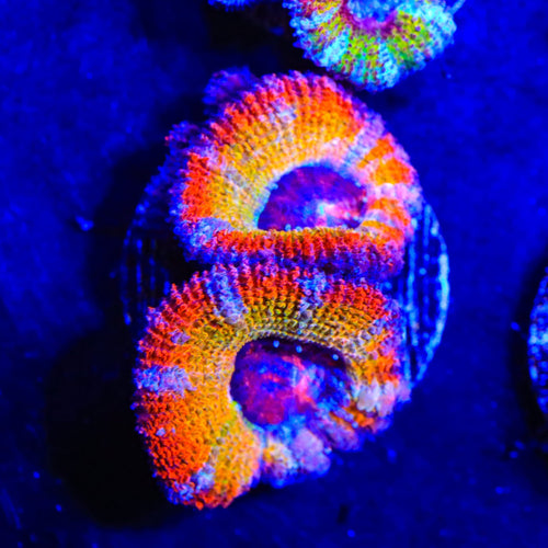 Rainbow Acan Coral