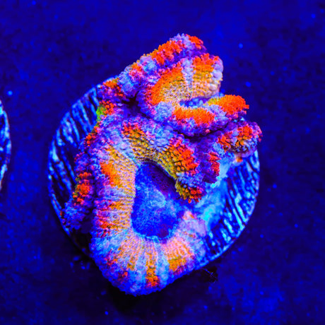 Rainbow Acan Coral