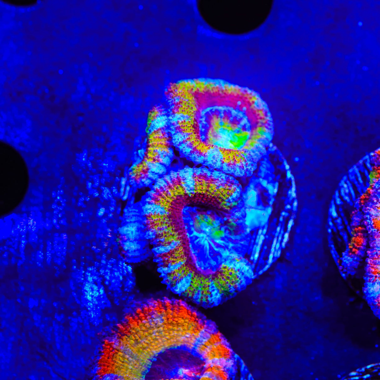 Rainbow Acan Coral