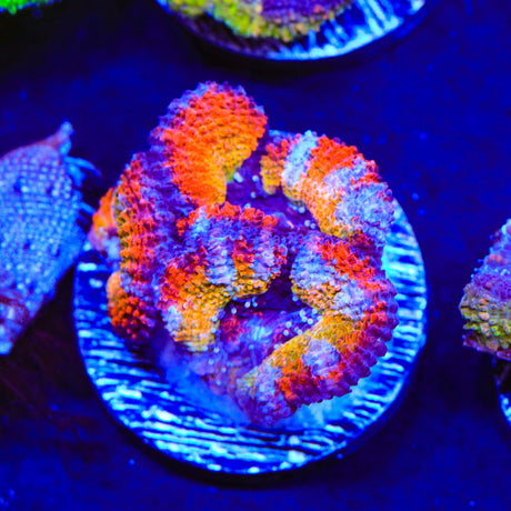 Rainbow Acan Coral